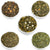 Green Tea - 5 Tea  Sampler Box, Gift Set - Loose